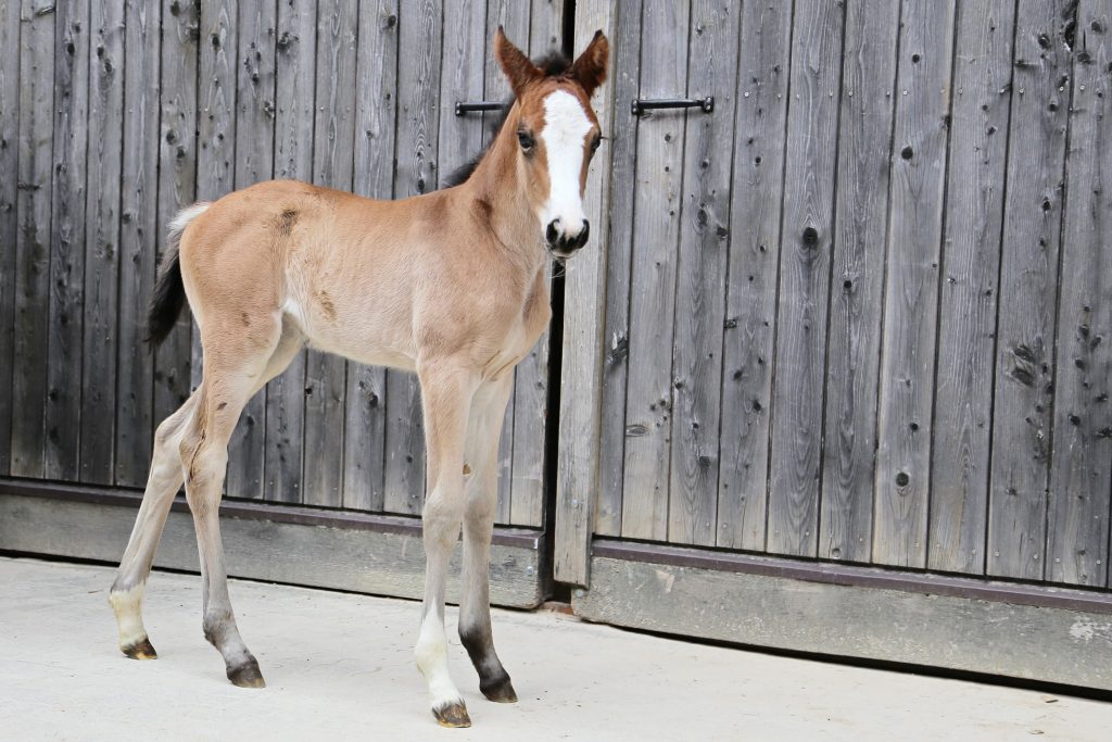 The young mare Kokain, born 2018, comes from outstanding bloodlines. With the top stallion Million Dollar v. Plot Blue and the dam line of Elektra IV v. Chin Champ brings the very best skills and is a very promising offspring in the Holsteiner Association.