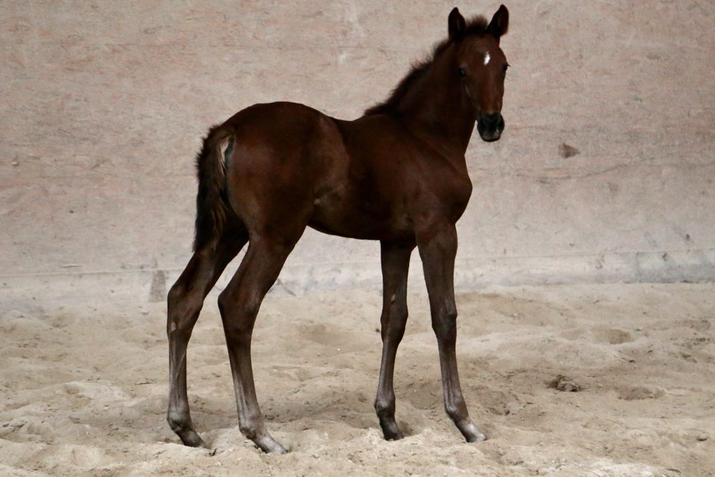 The filly Campari on Ice, born 2017, has a first class pedigree to offer. As a descendant of the exceptional stallion Colman v. Carthago and the mother Wellness v. Werther is united by a dual disposition that can go in any direction.