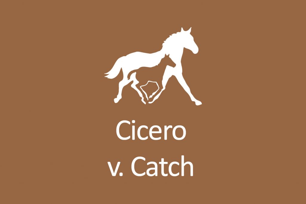 The colt Cicero v. Catch, born 2019, is a very promising descendant of the strong moving stallion Catch by Colman and the mother Rameau de Fleuri v. Alyano. Double assessment par excellence.