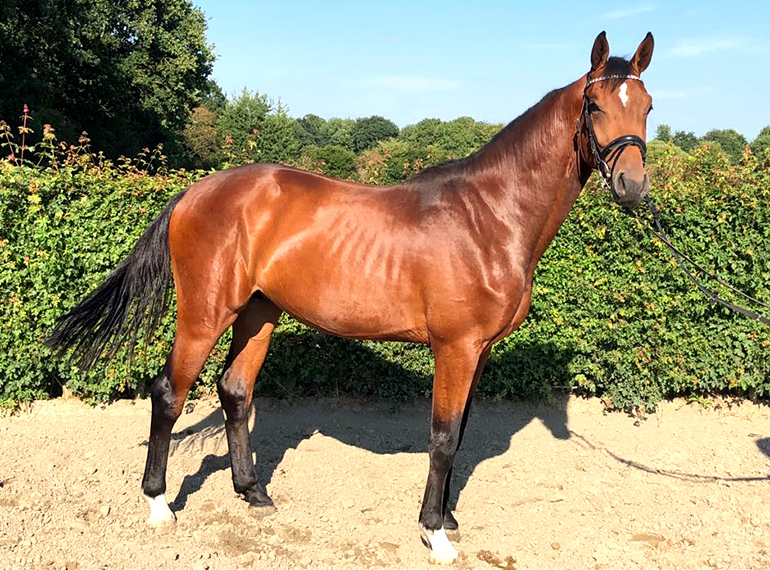 The young gelding Corleone, born 2016, lives up to its first-class ancestors. As a descendant of the licensing winner Casaltino v. Casall and the mother Elektra IV v. Chin Champ he corresponds to the modern, doubly gifted horse type par excellence.